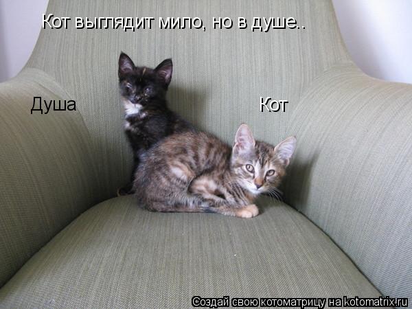Котоматрица: Кот выглядит мило, но в душе.. Кот Душа