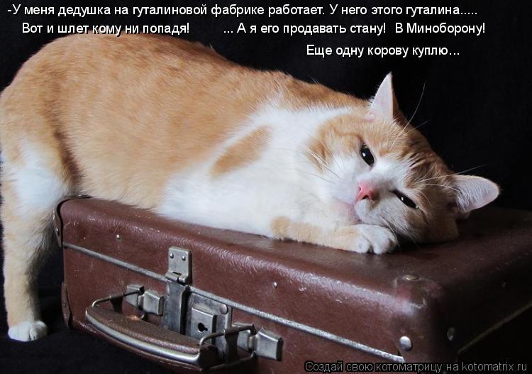 Котоматрица: -У меня дедушка на гуталиновой фабрике работает. У него этого гуталина.....  ... А я его продавать стану!  В Миноборону! Вот и шлет кому ни попадя!