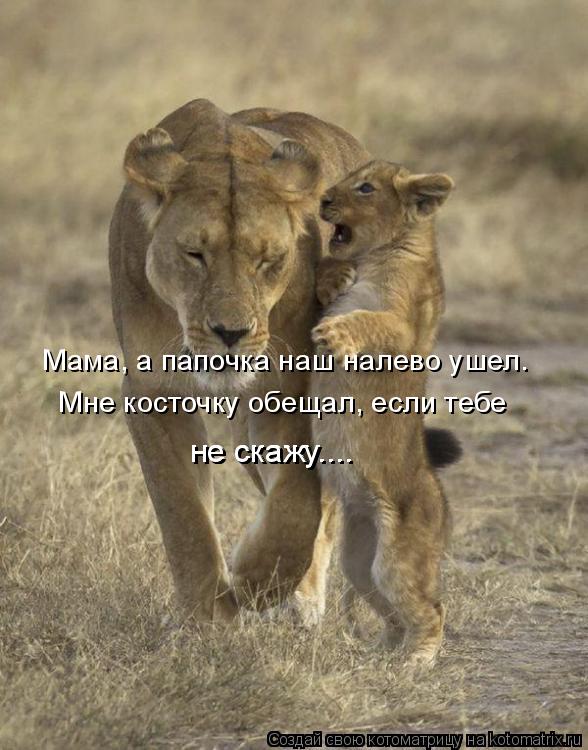 Котоматрица: Мне косточку обещал, если тебе Мама, а папочка наш налево ушел. не скажу.... не скажу.... не скажу....