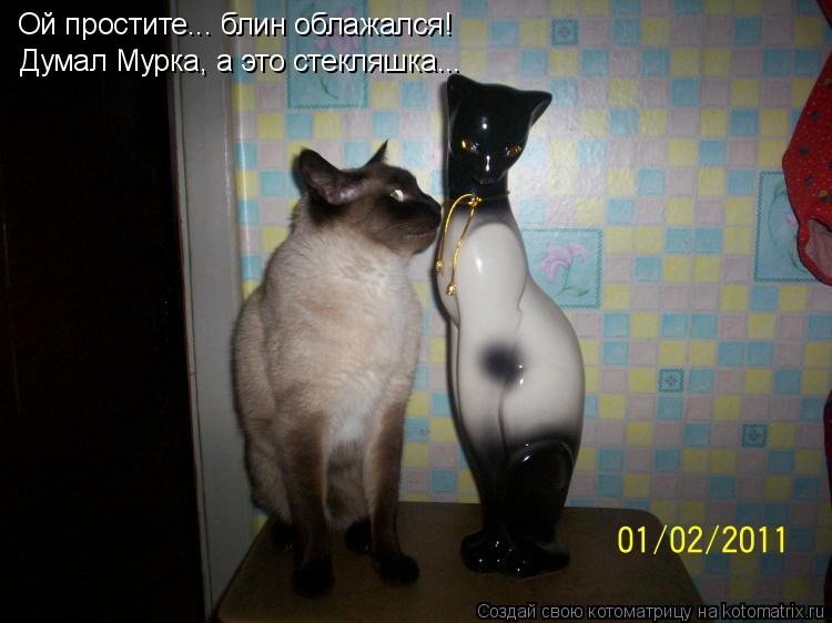 Котоматрица: Ой простите... блин облажался! Думал Мурка, а это стекляшка...
