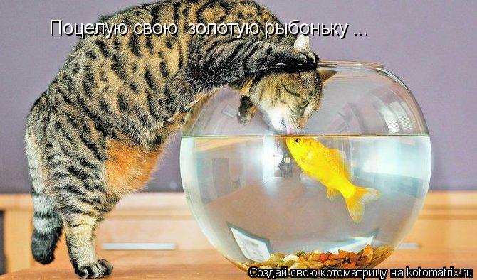 Котоматрица: Поцелую свою  золотую рыбоньку ...