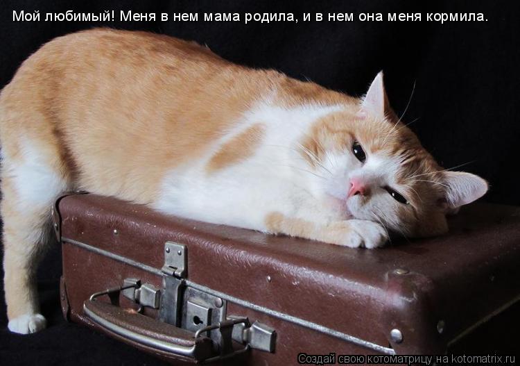 Мой любимый! Меня в нем мама родила, и в нем она меня кормила.... Котоматрица: Мой любимый! Меня в нем мама родила, и в нем она меня кормила.