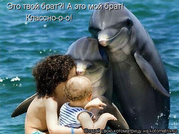Это твой брат?! А это мой брат! Классно-о-о!... Котоматрица: Это твой брат?! А это мой брат! Классно-о-о!