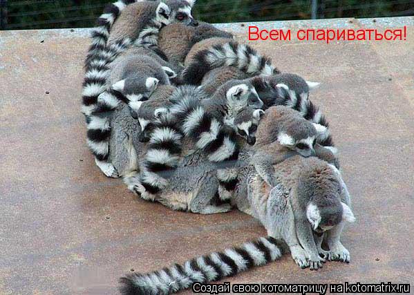 Всем спариваться!... Котоматрица: Всем спариваться!