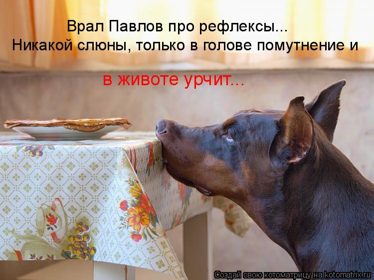 Котоматрица: Врал Павлов про рефлексы... Никакой слюны, только в голове помутнение и  в животе урчит...