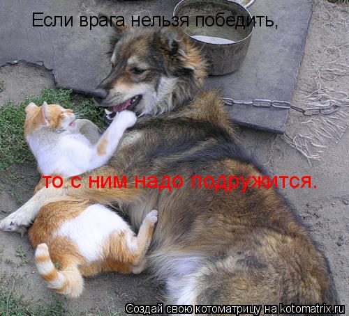 Если врага нельзя победить, то с ним надо подружится.... Котоматрица: Если врага нельзя победить, то с ним надо подружится.