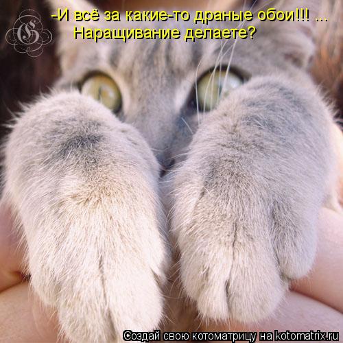-И всё за какие-то драные обои!!! ... Наращивание делаете?... Котоматрица: -И всё за какие-то драные обои!!! ... Наращивание делаете?