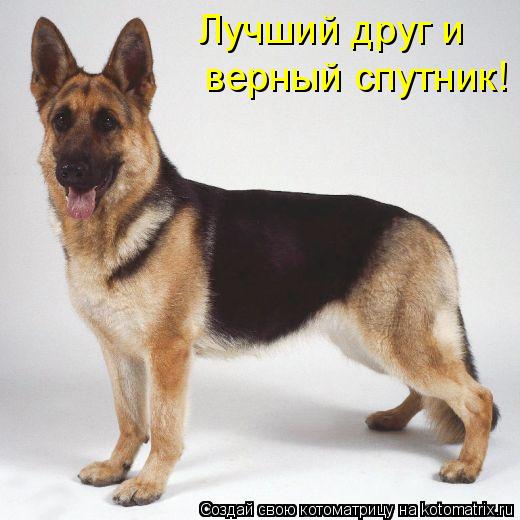 Лучший друг и верный спутник!... Котоматрица: Лучший друг и верный спутник!