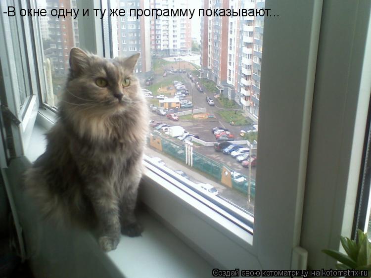 -В окне одну и ту же программу показывают...... Котоматрица: -В окне одну и ту же программу показывают...