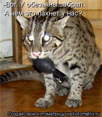 -Вот. У обезьяны забрал. А чем это пахнет у нас?... Котоматрица: -Вот. У обезьяны забрал. А чем это пахнет у нас?