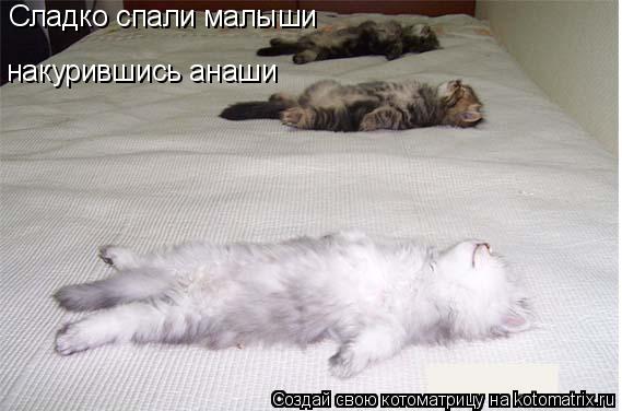 Сладко спали малыши накурившись анаши... Котоматрица: Сладко спали малыши накурившись анаши