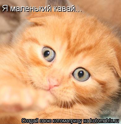 Я маленький кавай...... Котоматрица: Я маленький кавай...