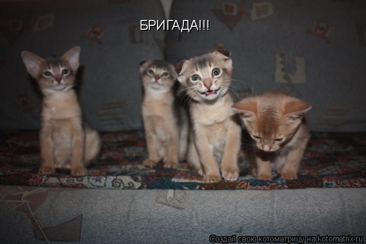 БРИГАДА!!!... Котоматрица: БРИГАДА!!!