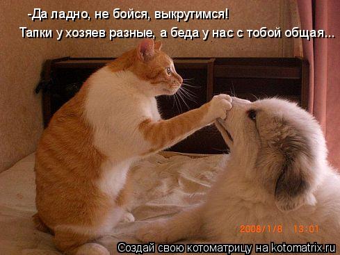 -Да ладно, не бойся, выкрутимся! Тапки у хозяев разные, а беда у нас с тобой общая...... Котоматрица: -Да ладно, не бойся, выкрутимся! Тапки у хозяев разные, а беда у нас с тобой общая...