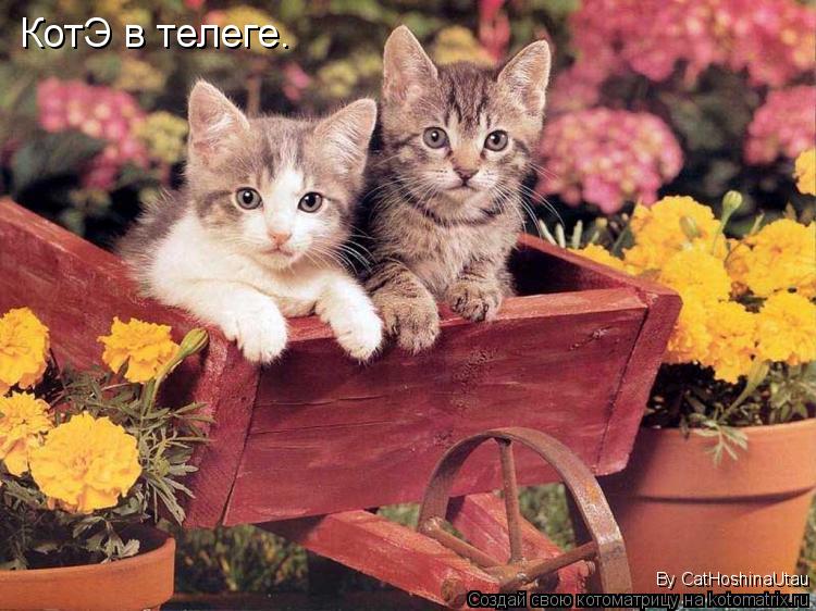 КотЭ в телеге. By CatHoshinaUtau... Котоматрица: КотЭ в телеге. By CatHoshinaUtau