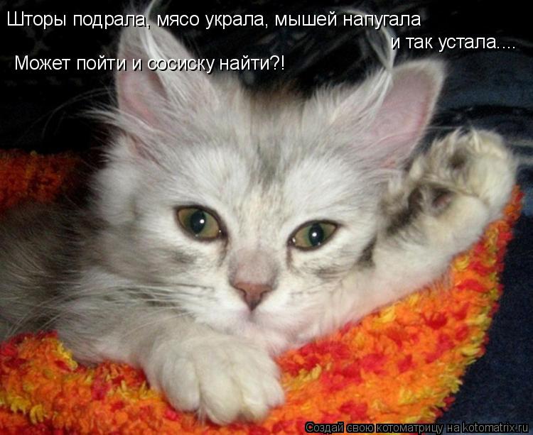 Шторы подрала, мясо украла, мышей напугала и так устала.... Может пойти и сосиску найти?!... Котоматрица: Шторы подрала, мясо украла, мышей напугала и так устала.... Может пойти и сосиску найти?!