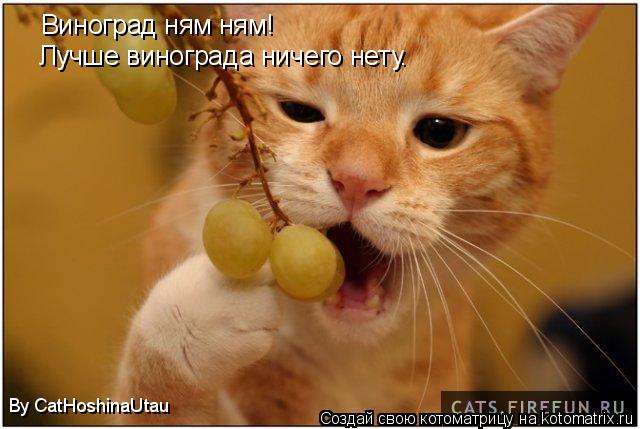 Виноград ням ням! Лучше винограда ничего нету. By CatHoshinaUtau... Котоматрица: Виноград ням ням! Лучше винограда ничего нету. By CatHoshinaUtau