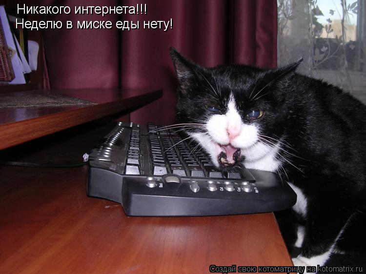 Никакого интернета!!! Неделю в миске еды нету!... Котоматрица: Никакого интернета!!! Неделю в миске еды нету!