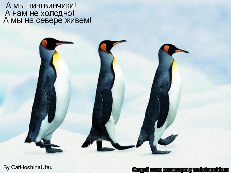 By CatHoshinaUtau А мы пингвинчики! А нам не холодно! А мы на севере живём!... Котоматрица: By CatHoshinaUtau А мы пингвинчики! А нам не холодно! А мы на севере живём!