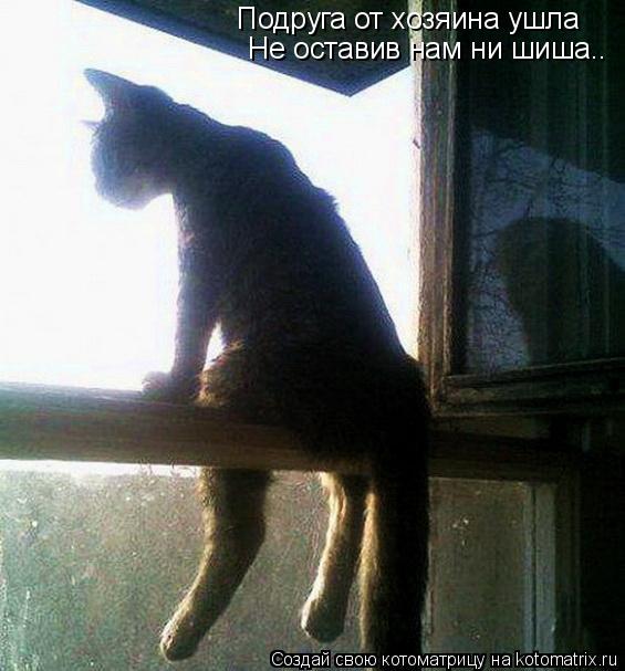 Подруга от хозяина ушла Не оставив нам ни шиша..... Котоматрица: Подруга от хозяина ушла Не оставив нам ни шиша..