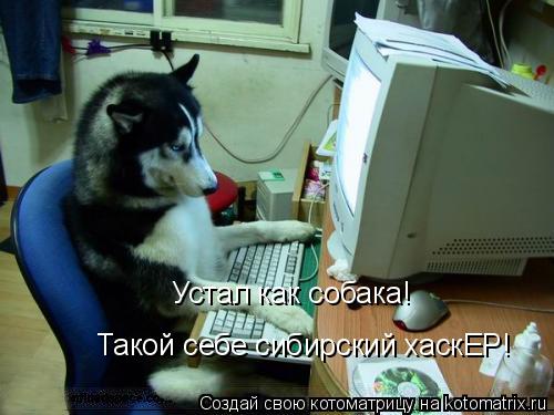 Устал как собака! Такой себе сибирский хаскЕР!... Котоматрица: Устал как собака! Такой себе сибирский хаскЕР!