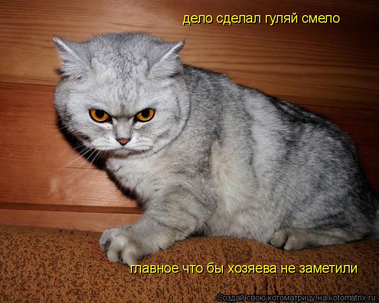 дело сделал гуляй смело главное что бы хозяева не заметили... Котоматрица: дело сделал гуляй смело главное что бы хозяева не заметили