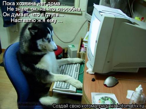 Пока хозяина нет дома... Не знает он, на что способна... Он думает, что я глупа... Наставлю ж я ему ... Котоматрица: Пока хозяина нет дома... Не знает он, на что способна... Он думает, что я глупа... Наставлю ж я ему ...
