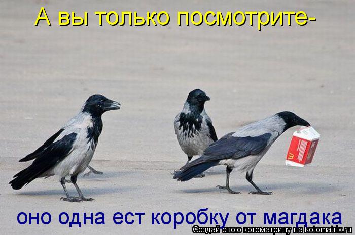 Котоматрица: А вы только посмотрите- оно одна ест коробку от магдака