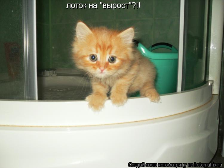 Котоматрица: лоток на "вырост"?!!