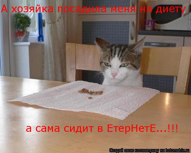 Котоматрица: а сама сидит в ЕтерНетЕ...!!! А хозяйка посадила меня на диету
