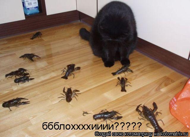 Котоматрица: ббблоххххииии?????