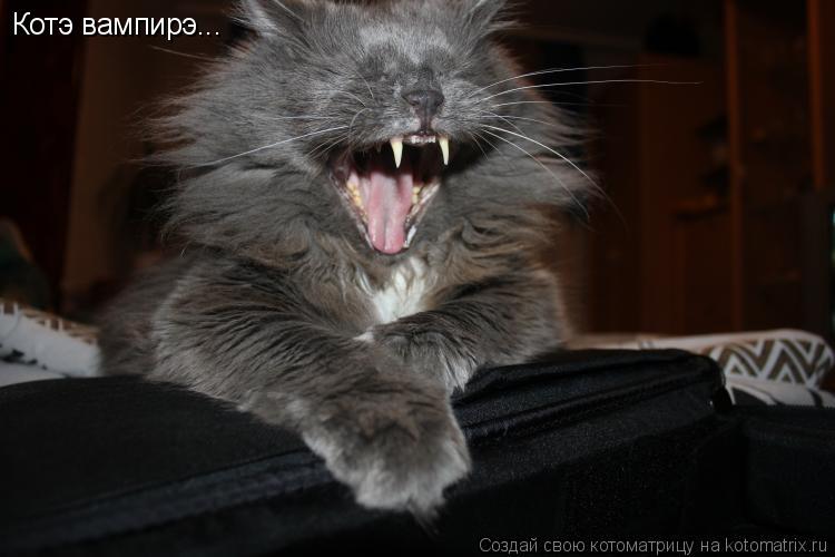 Котэ вампирэ...... Котоматрица: Котэ вампирэ...