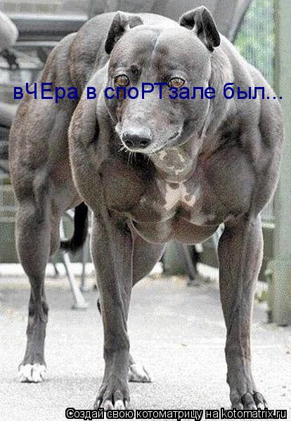 Котоматрица: вЧЕра в споРТзале был...