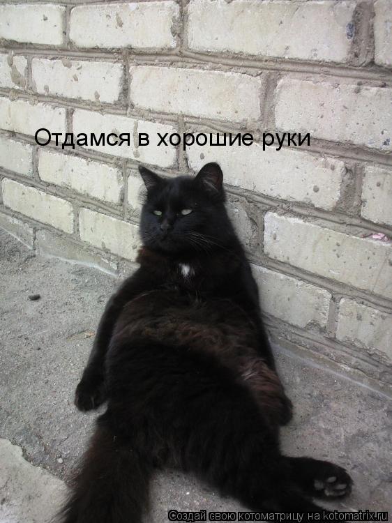 Отдамся в хорошие руки... Котоматрица: Отдамся в хорошие руки