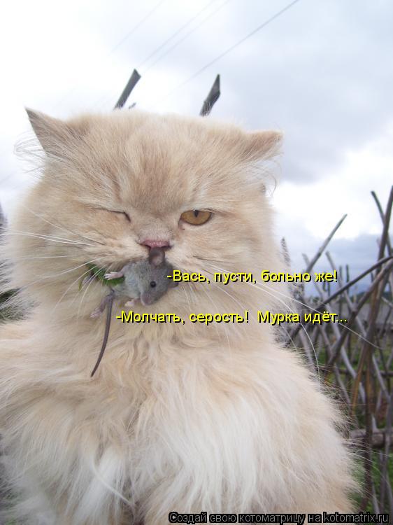 Котоматрица: -Вась, пусти, больно же! -Молчать, серость!  Мурка идёт...