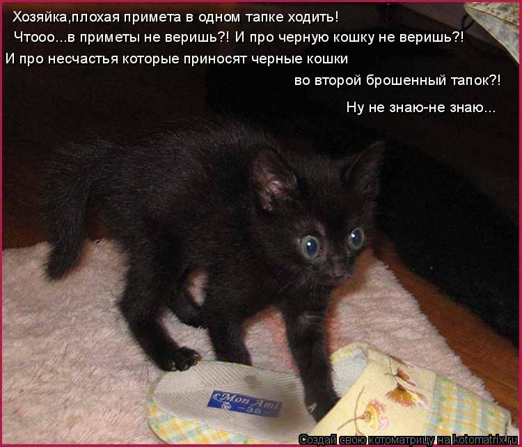Черная кошка почему плохая примета Черная кошка почему плохая примета