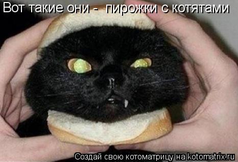 Вот такие они - пирожки с котятами... Котоматрица: Вот такие они - пирожки с котятами