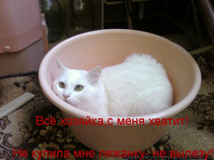 Котоматрица: Всё хозяйка,с меня хватит!  Не купила мне лежанку- не вылезу!