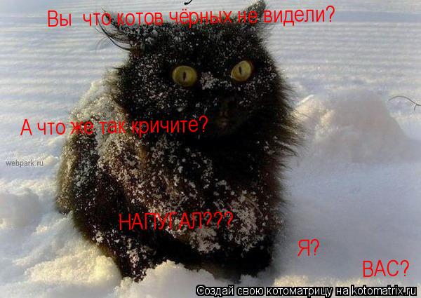 Вы что котов чёрных не видели? А что же так кричите? ВАС? Я? НАПУГАЛ???... Котоматрица: Вы что котов чёрных не видели? А что же так кричите? ВАС? Я? НАПУГАЛ???