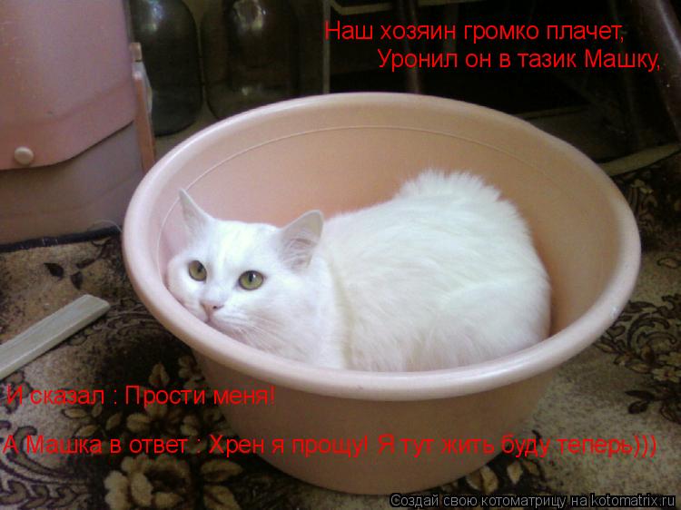 Котоматрица: Наш хозяин громко плачет, Уронил он в тазик Машку, И сказал : Прости меня! А Машка в ответ : Хрен я прощу! Я тут жить буду теперь)))