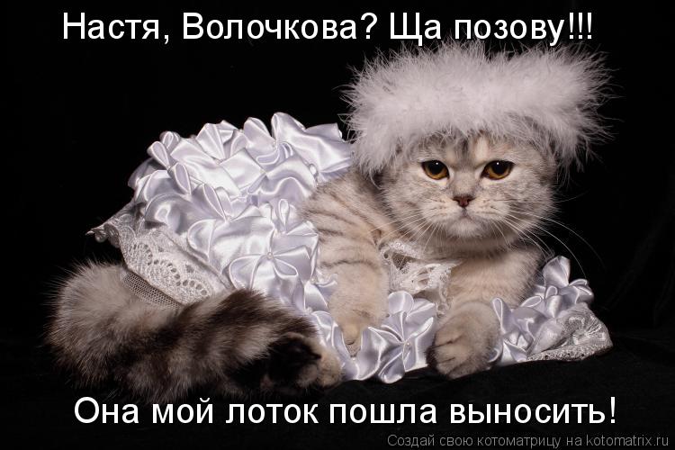 Котоматрица: Настя, Волочкова? Ща позову!!! Она мой лоток пошла выносить!