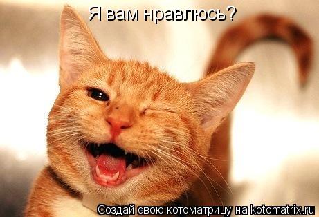 Котоматрица: Я вам нравлюсь?