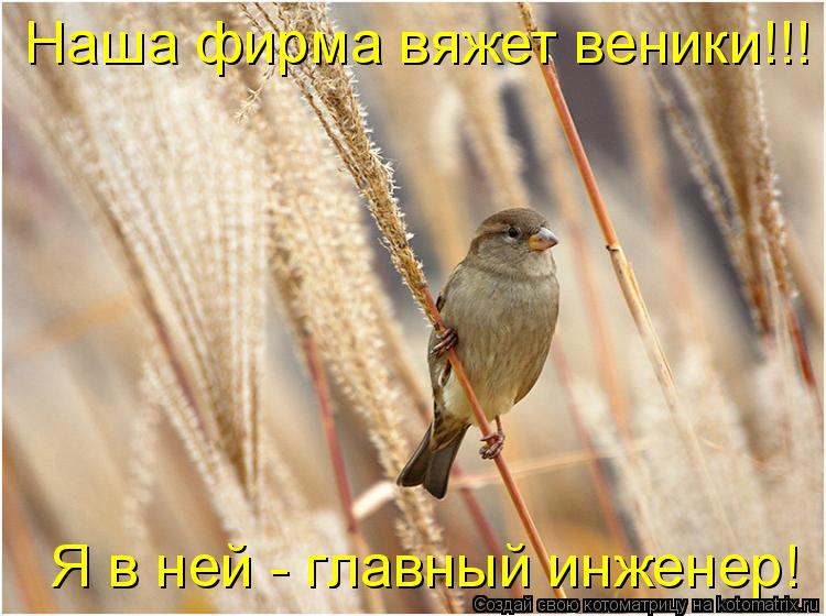 Котоматрица: Наша фирма вяжет веники!!! Я в ней - главный инженер!