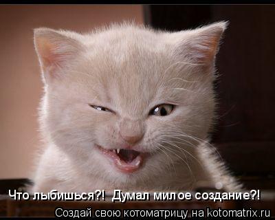 Котоматрица: Что лыбишься?!  Думал милое создание?!