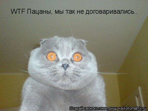 Котоматрица: WTF Пацаны, мы так не договаривались..