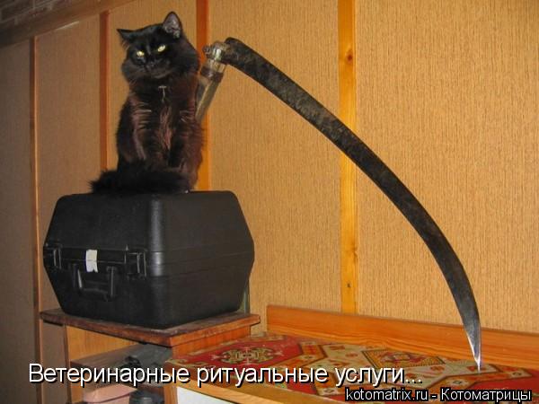 Котоматрица: Ветеринарные ритуальные услуги...