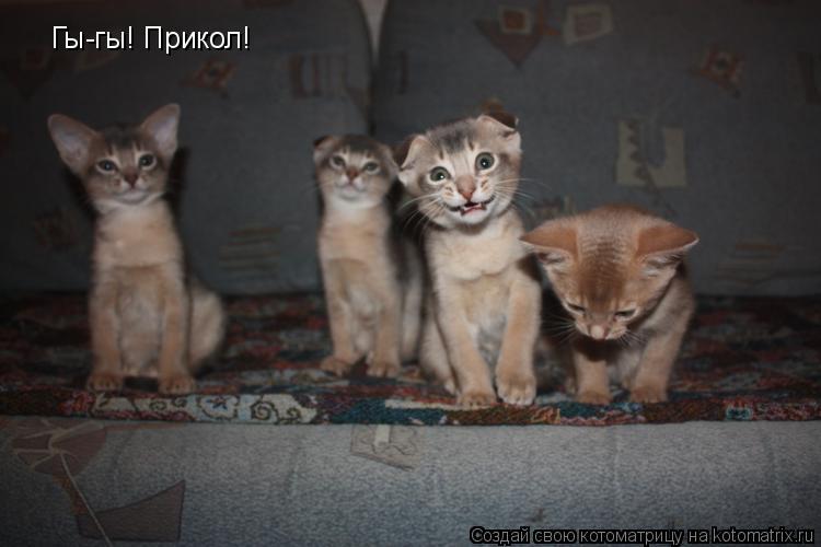 Котоматрица: Гы-гы! Прикол!