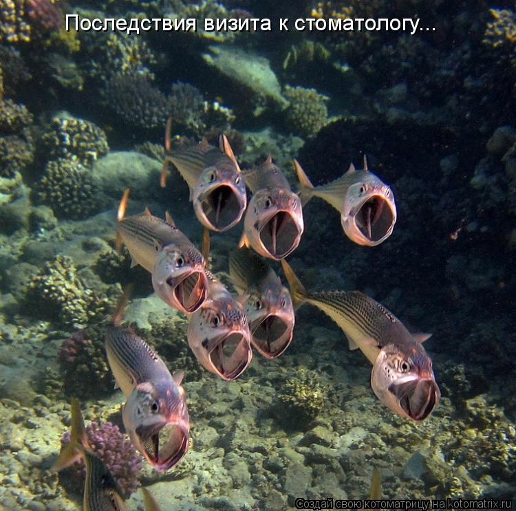 Котоматрица: Последствия визита к стоматологу...