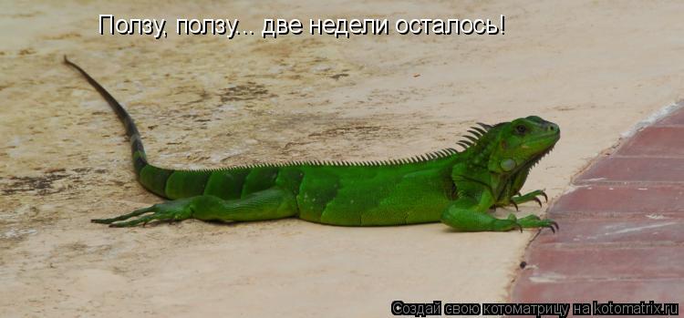 Котоматрица: Ползу, ползу... две недели осталось!