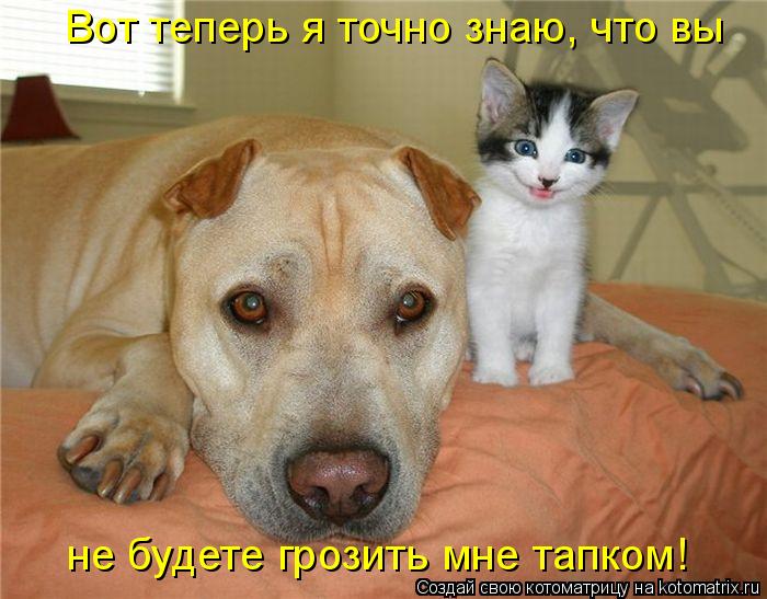 Котоматрица: Вот теперь я точно знаю, что вы  не будете грозить мне тапком!